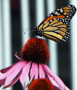 cone flower and butterfly