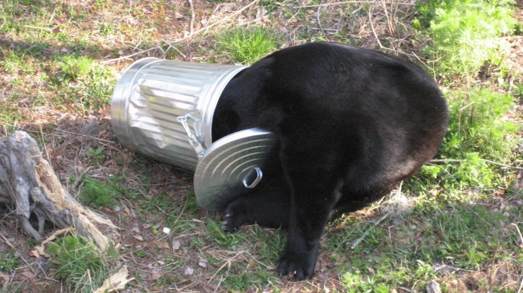 BearTrashCan0519-1